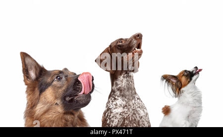 Close-up colpi di testa di quattro felici cani di differenti razze isolato su bianco. collage Foto Stock