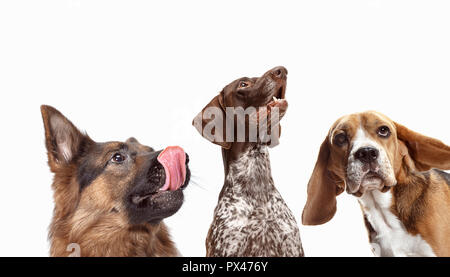 Close-up colpi di testa di quattro felici cani di differenti razze isolato su bianco. collage Foto Stock