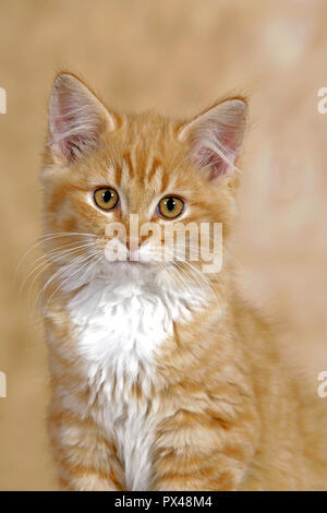 Kitten zenzero tabby, torace bianco, ritratto Foto Stock