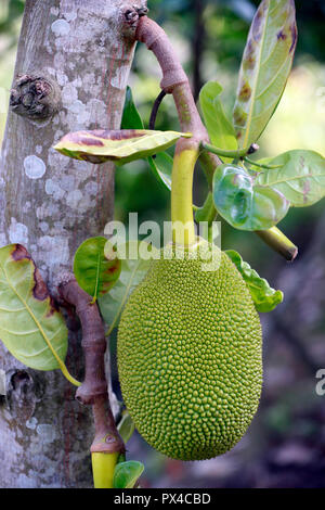 Jack frutto ('Artocarpus heterophyllus ) su un albero. In Cai Be. Il Vietnam. Foto Stock