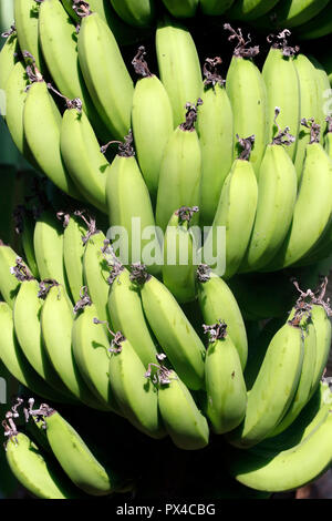 Banane sull albero. In Cai Be. Il Vietnam. Foto Stock