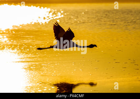 Flying Flamingo sopra la laguna di Chaxa ad Atacama (Cile) Foto Stock