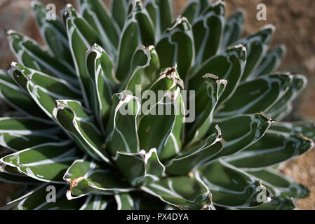 Agave victoriae-reginae close up Foto Stock