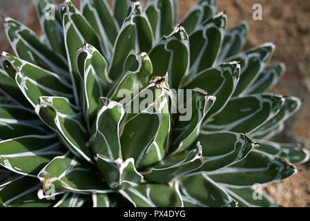 Agave victoriae-reginae close up Foto Stock