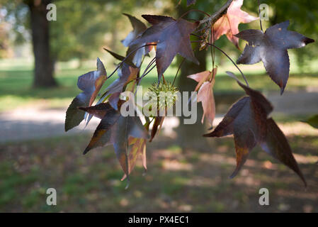 Liquidambar Foto Stock