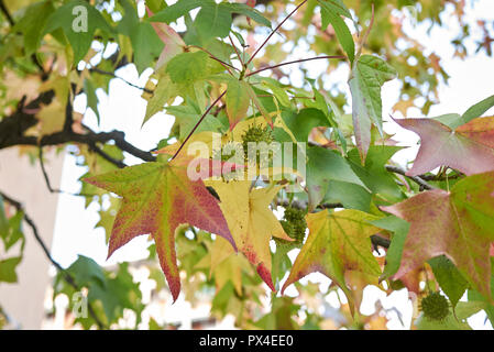 Liquidambar Foto Stock