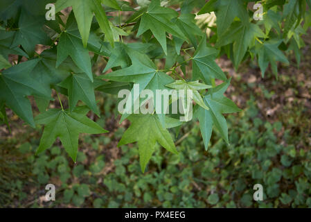 Liquidambar Foto Stock