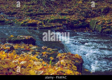 Città Viresi, Lettonia. Alberi e fiume, autunno e giornata di sole. Viaggio Fotografia di Natura 2018. Foto Stock