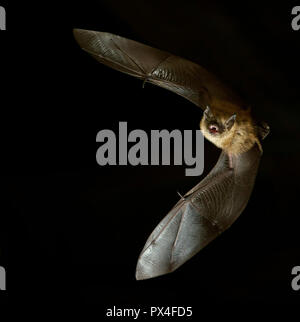 Geoffroy bat (Myotis emarginatus) in volo di notte, Lussemburgo Foto Stock