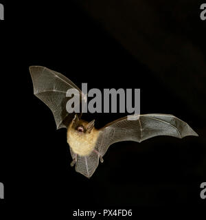 Geoffroy bat (Myotis emarginatus) in volo di notte, Lussemburgo Foto Stock