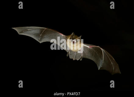 Geoffroy bat (Myotis emarginatus) in volo di notte, Lussemburgo Foto Stock