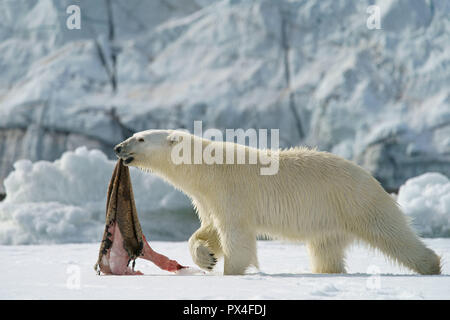 Orso polare (Ursus maritimus) con guarnizione catturata pelle, Svalbard artico norvegese, Norvegia Foto Stock