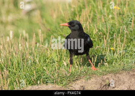 Rosso-fatturate (CHOUGH Pyrrhocorax pyrrhocorax) Foto Stock