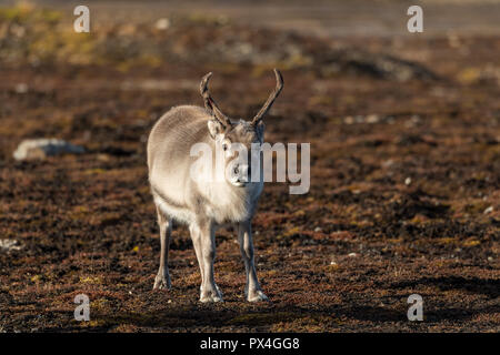 Renna delle Svalbard (Rangifer tarandus platyrhynchus), Spitsbergen arcipelago Svalbard e Jan Mayen, Norvegia Foto Stock