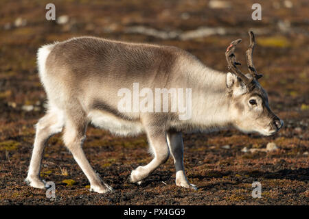 Renna delle Svalbard (Rangifer tarandus platyrhynchus), Spitsbergen arcipelago Svalbard e Jan Mayen, Norvegia Foto Stock