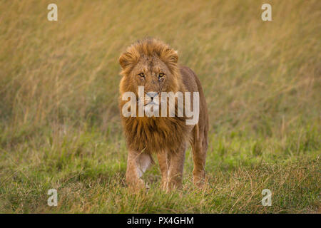 Questa immagine di Lion è preso a Masai Mara in Kenya. Foto Stock