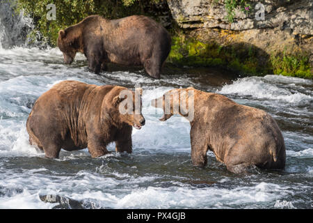 Tre orsi bruni (Ursus arctos) nel fiume, Brooks Falls, Brooks River, Katmai National Park, Alaska, STATI UNITI D'AMERICA Foto Stock