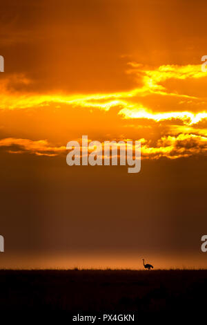 Questa immagine dello struzzo è preso a Masai Mara in Kenya. Foto Stock