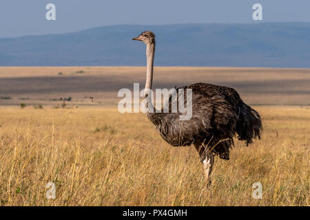 Questa immagine dello struzzo è preso a Masai Mara in Kenya. Foto Stock