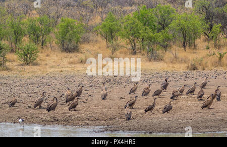 Gli avvoltoi sul terreno accanto ad una essiccazione waterhole nel deserto africano immagine con spazio copia in formato orizzontale Foto Stock