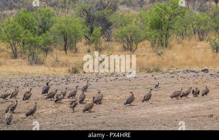 Gli avvoltoi sul terreno accanto ad una essiccazione waterhole nel deserto africano immagine con spazio copia in formato orizzontale Foto Stock