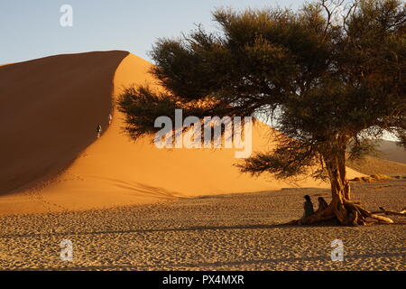 Neben Kameldorn Düne 45, Namib-Dünenmeer, Namibia, Afrika