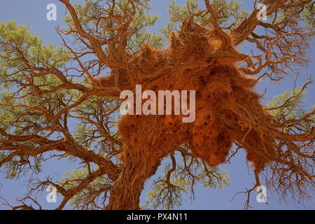 Gemeinschaftsnest der Siedelweber (Philetairus socius), Kameldornbaum (Acacia erioloba) (Vachellia erioloba), Sesriem Camping, Sesriem, Namib Naukluft Foto Stock