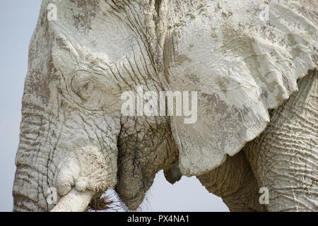 Weißer Elefant, mit weißem Schlamm bedeckt, Etosha Nationalpark, Namibia, Afrika Foto Stock