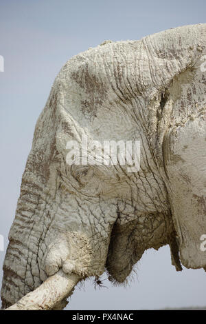 Weißer Elefant, mit weißem Schlamm bedeckt, Etosha Nationalpark, Namibia, Afrika Foto Stock