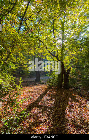 La scena del bosco nei pressi di Botesdale Brook nella Foresta di Epping su una luminosa e soleggiata mattinata di ottobre Foto Stock