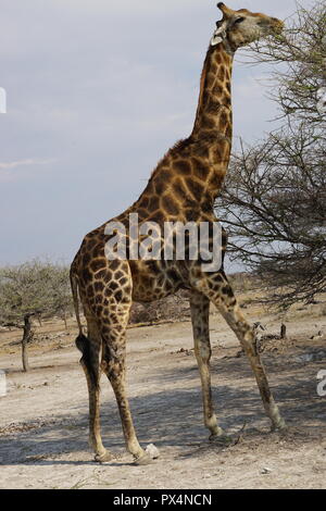 La giraffa frisst Blätter einer Akazie, Etosha Nationalpark, Republik Namibia, Afrika Foto Stock