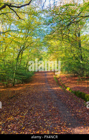 Sentiero del bosco nei pressi di Botesdale Brook nella Foresta di Epping su un luminoso ottobre mattina Foto Stock