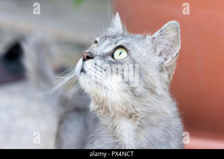 Primo piano al gatto grigio con gli occhi verdi Foto Stock