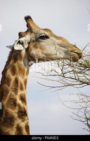 La giraffa frisst Blätter einer Akazie, Etosha Nationalpark, Republik Namibia, Afrika Foto Stock