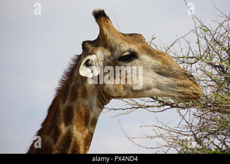 La giraffa frisst Blätter einer Akazie, Etosha Nationalpark, Republik Namibia, Afrika Foto Stock