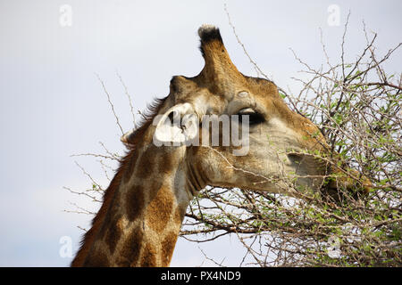La giraffa frisst Blätter einer Akazie, Etosha Nationalpark, Republik Namibia, Afrika Foto Stock