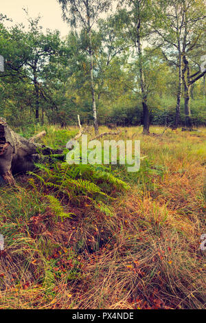 Scena di bosco vicino a Jack's Hill nella Foresta di Epping su un luminoso ottobre mattina Foto Stock