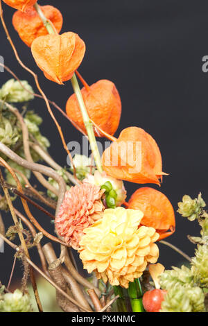 Physalis alkekengi, Cinese lanterna display Foto Stock