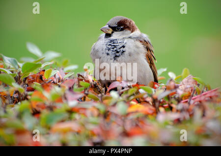 Sparrow. Sparrow che siede sulla boccola con foglie autunnali. Foto Stock