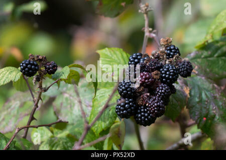 More visto crescere nel selvaggio. Foto Stock