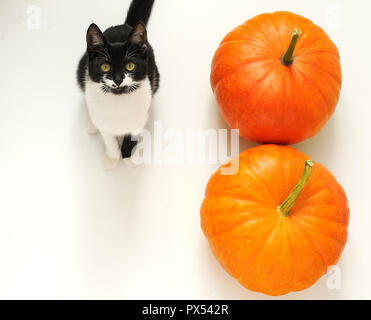 Le zucche.Cat seduta vicino le zucche. Happy halloween concetto. Foto Stock