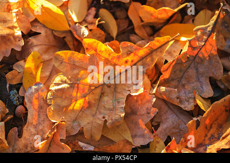 In autunno le foglie di quercia gli ultimi raggi del sole , i cambiamenti stagionali Foto Stock
