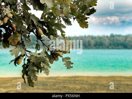 Sfondo Fuzzy con un lago estivo paesaggio e di un albero in autunno con ghiande in primo piano affilato. Foto Stock