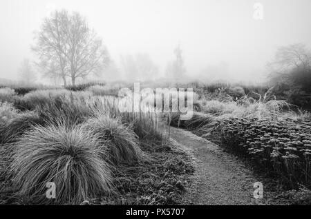 Frosty erbe e piante perenni in giardino naturale con l'inverno il sorgere del sole dietro la struttura. Piante includono: Betula pendula (argento betulla), Festuca mairei, Se Foto Stock