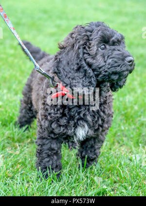 Cockerpoo nero capelli ricci cucciolo che corre attraverso l'erba verde su una testa con un colletto rosso, che ha un triangolo di pelliccia bianca sul suo petto e lunga blac Foto Stock