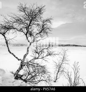 Sul sentiero verso il basso per Tornetraske, il lago ghiacciato, Turistation, Abisko National Park. Foto Stock