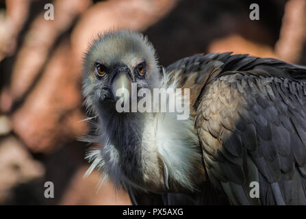 Avvoltoio ritratto (Gyps fulvus) con rocce sullo sfondo Foto Stock