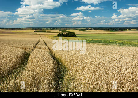 Percorso tecnologico in un campo di grano e nuvole nel cielo Foto Stock