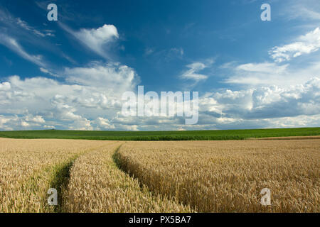 Le tracce in un campo di grano e nuvole nel cielo Foto Stock