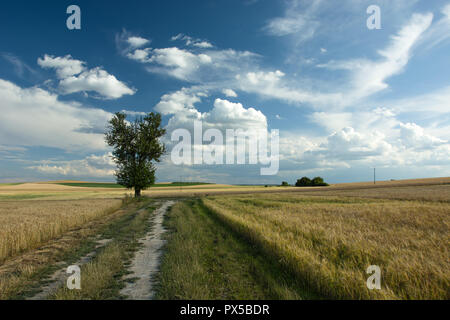 Albero accanto ad una strada di sabbia attraverso i campi e le nuvole nel cielo Foto Stock